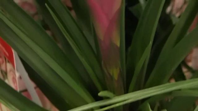 Tillandsia cyanea + Fittonia смотреть онлайн