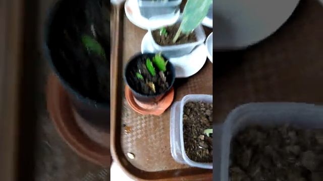 Размножение декабриста смотреть онлайн