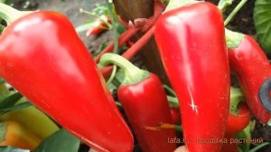 Перец сладкий Ласточка (lastochka lastochka) ? Ласточка обзор: как сажать, семена перца Ласточка