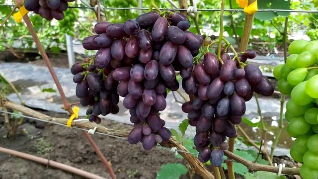 Вернисаж ( Калугин В. М) - очень ранний виноград, состояние на 5 августа. смотреть онлайн