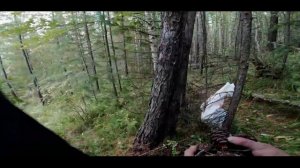 В СИБИРСКУЮ ТАЙГУ ЗА ШИШКОЙ! / Тайга Сибири / Кедровая шишка / Как собирать шишку?