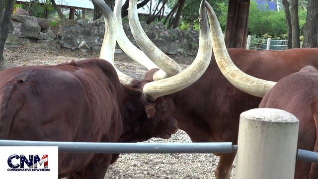 3 Ankole-Watusi Bulls with Massive Horns Together in 4K UHD! смотреть онлайн