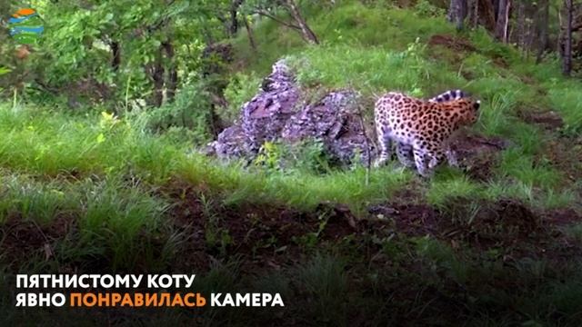 Неопознанный леопард в Приморье смотреть онлайн