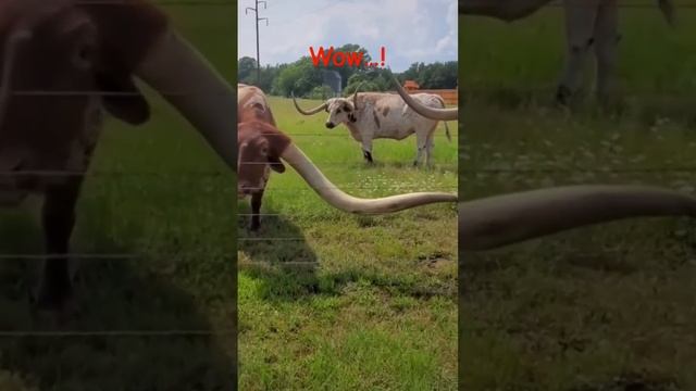 Какие РОГА!!!#shorts# коровы#быки#порода?# смотреть онлайн