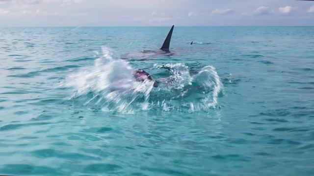 Shark Attack Bahamas, Girl thinks shark is a dolphin смотреть онлайн