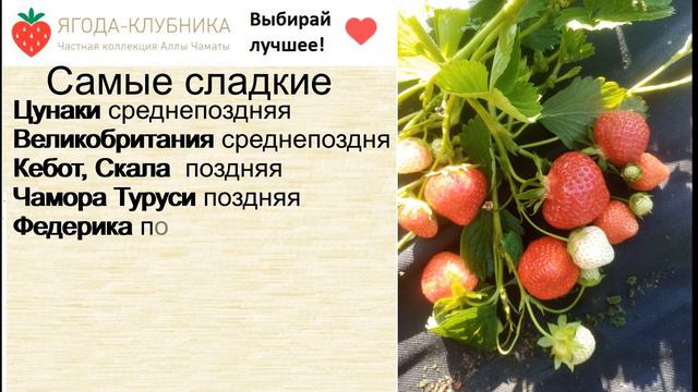 Самые сладкие и крупные сорта клубники на весну 24 г смотреть онлайн