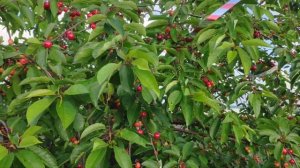 Дюк Чудо Вишня. Плодоношение в г. Тула. Саженцы премиум качества  в питомнике Барский Сад.