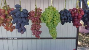 Реализация ягод винограда 22 сентября  Купидон , Рататуй , Красная роза....