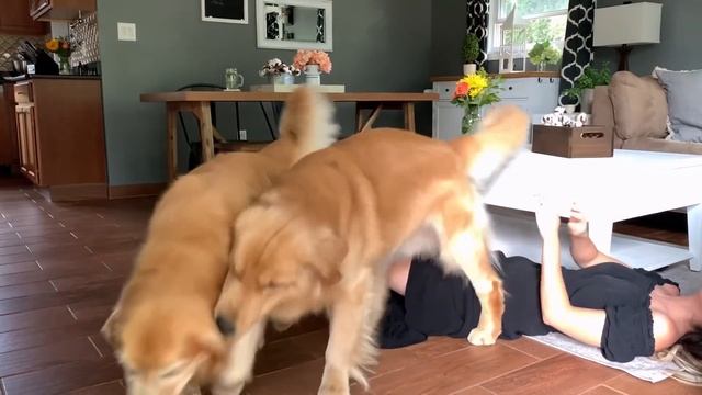 Hugging Another Dog Too Long | Jealous Dog Reaction смотреть онлайн