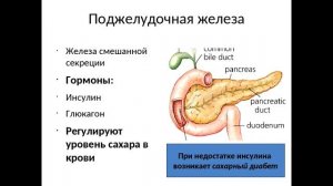 § 8 Роль гормонов в обмене веществ, росте и развитии организма