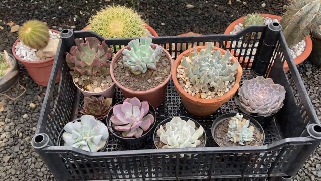 PARECE MAS NÃO É #14 TOPSY TURVY E SEUS HÍBRIDOS 🍀 смотреть онлайн