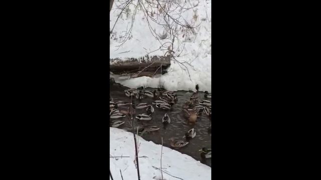 Утки на ручье в пади "Долгой". г.Иркутск смотреть онлайн
