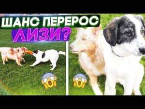 Видео Привет от Шанса с Германии. Как он вырос "Шансон Гаянович"