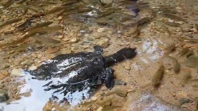 Большая черепаха на водопаде Клонг Плу Ко Чанг смотреть онлайн