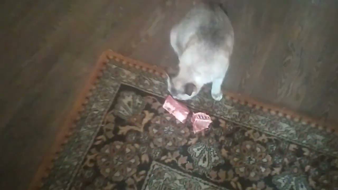 ВЕО черная Восточно Европейская Овчарка 20 смотреть онлайн