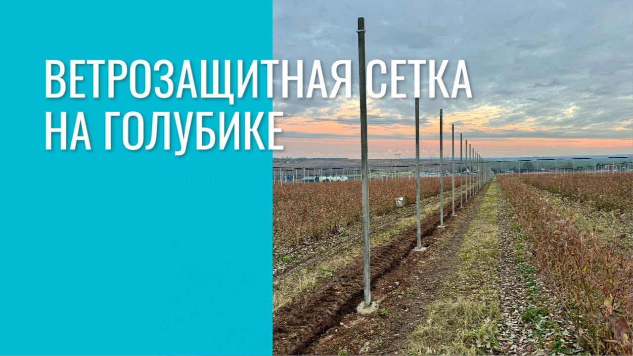 Ветрозащитная сетка на голубике смотреть онлайн