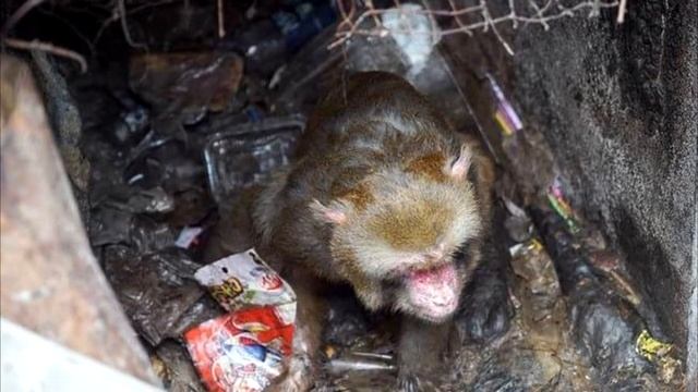 Прибыв на помощь к животному, волонтеры ужаснулись. Из вонючей дыры в стене к людям потянулась рука смотреть онлайн