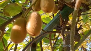 Вот так растёт киви в моём саду. Выращивание киви возможно в открытом грунте только в южных районах