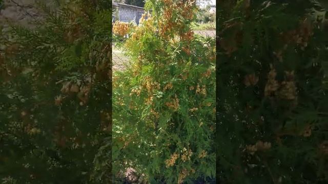 Brabant, шишки на туї брабант