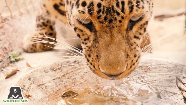 Leopard Fun Facts- I смотреть онлайн