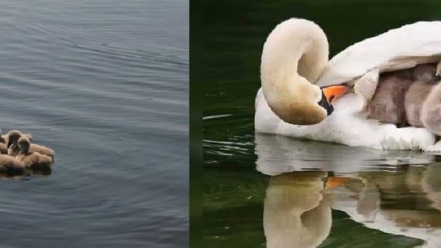 ЛЕБЕДУШКА-С. Есенин. смотреть онлайн