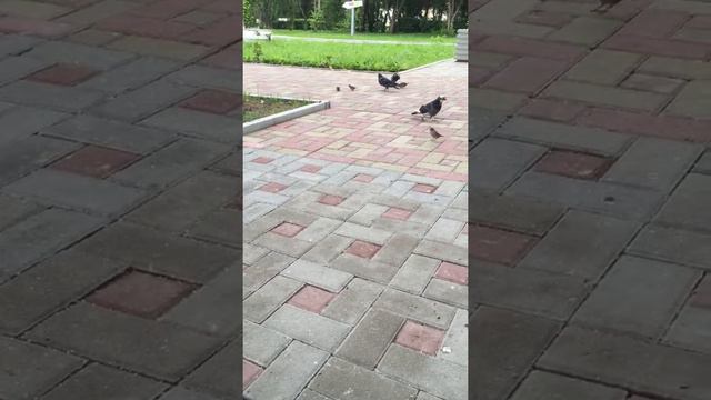 дерзкий голубь :/ смотреть онлайн