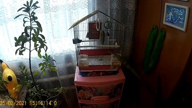 сравнение камеры телефона и sjcam 4000 ,типа GoPro смотреть онлайн