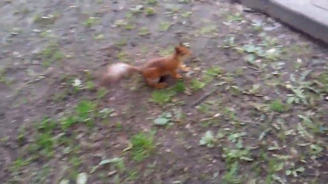 Белочка в минском парке смотреть онлайн