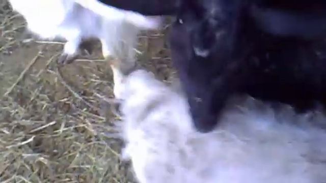 Запах молока? (Как исправить!!!) смотреть онлайн