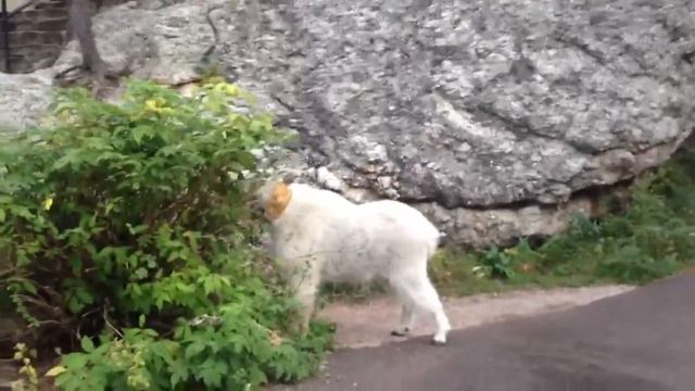 Mount Rushmore Goat смотреть онлайн