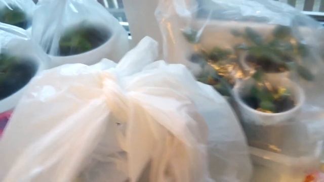 Пересадила фиалки Горшочки в стиле шебби смотреть онлайн