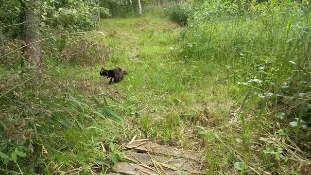 мейнкун ловит рыбу смотреть онлайн
