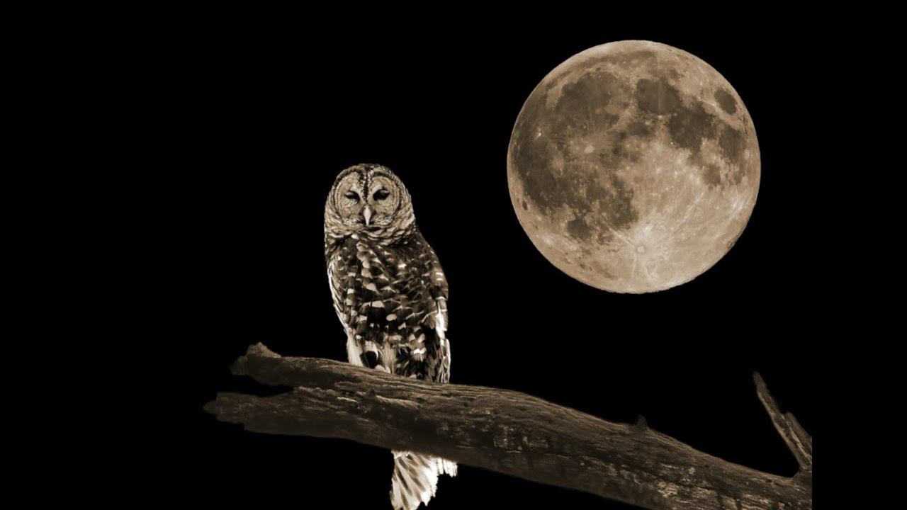 Проект Найт хантер 2 Каневская. Мнение подростков о Станице Каневской. Почему уезжает молодёжь? смотреть онлайн