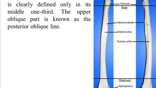 RADIUS BONE ANATOMY BY Dr Varun Kalia смотреть онлайн