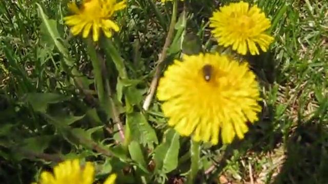 День одуванчика