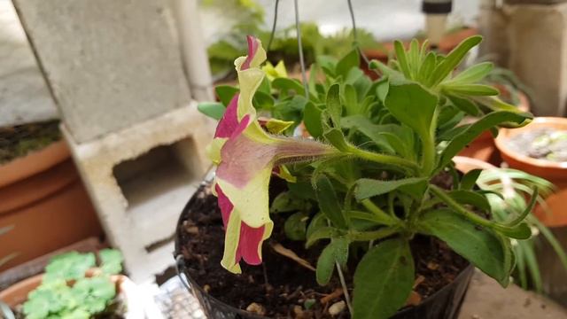 Petunia color fucsia - verde lima, Fuchsia Petunia - Lime Green, फुकिया पेटुनिया - लाइम ग्रीन смотреть онлайн