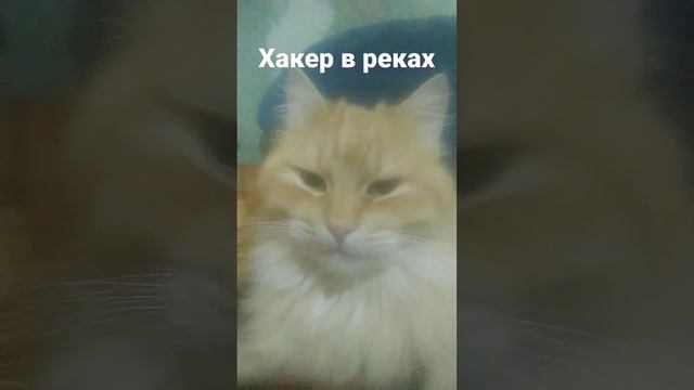 Скажи на оборот хакер в реках 😂 смотреть онлайн