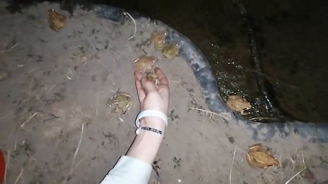 Спасение лягушек и жаб с переносом на дачный пруд смотреть онлайн