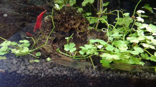 Креветки амано и черри(вишни) смотреть онлайн