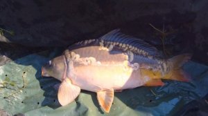 Ловля карпа на кукурузу летом. Поймали РЕКОРД водоема. Как поймать карпа в жару