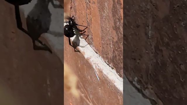 Чёрная вдова? #паук смотреть онлайн