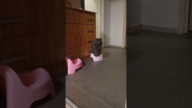 Как наша кошка ходит в туалет смотреть онлайн