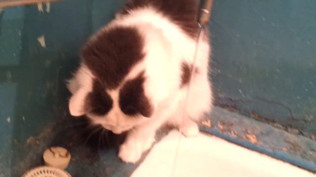 Прикол !!! самый умный кот смотреть онлайн