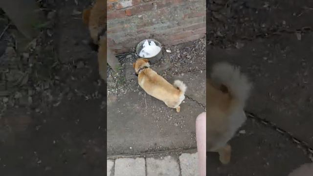 Чем накормить собаку? смотреть онлайн