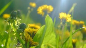 Весна, цветы, прекрасная музыка для отдыха, расслабление