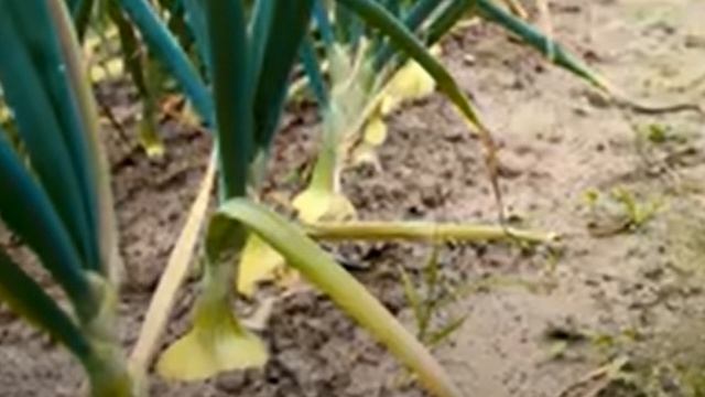 ЧЕМ ПОЛИТЬ ЛУК В ИЮЛЕ ДЛЯ ФАНТАСТИЧЕСКОГО УРОЖАЯ смотреть онлайн