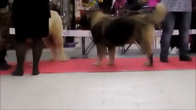 Монопородка кавказцев 7 окт2017 СПб Гринь сравнение на ЛЮ смотреть онлайн