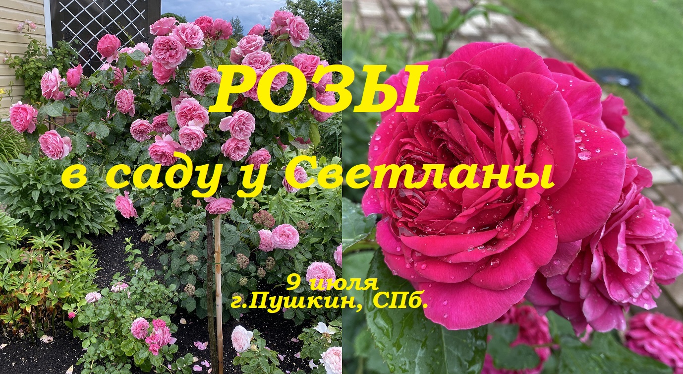 Розы.В саду у Светланы.г.Пушкин, СПб. 9 июля смотреть онлайн