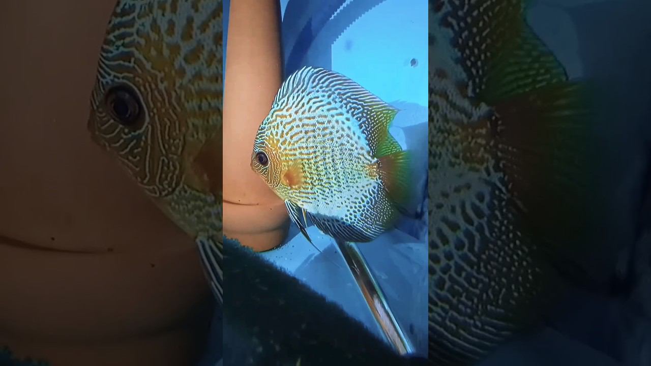 Продам нерестовую пару синих дискусов #discus #aquarium #дискусы #аквариумныерыбки #shorts #short смотреть онлайн