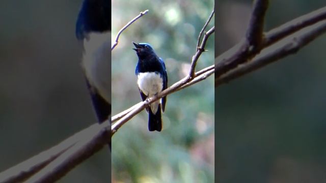 привет, синяя мухоловка))#птицы #птица #birdlover #birds #birdwatching #birdsounds